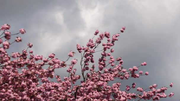 Pohon Jepang Yang Indah Mekar Dengan Bunga Merah Muda Langit — Stok Video