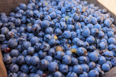 A close-up of freshly harvested grapes, highlighting their rich blue hue and natural texture. Grape harvest and crushing for wine, capturing traditional winemaking in action clipart