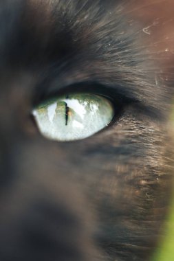 Close-up of a black cat's striking green eye, capturing the fine detail of its fur and reflection in the pupil. This image emphasizes the mysterious and captivating nature of felines, perfect for anim clipart