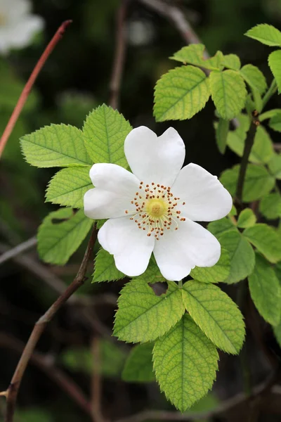 Rosa Selvagem Branca Foto Uma Rosa Selvagem Recém Florescendo Rosa — Fotografia de Stock