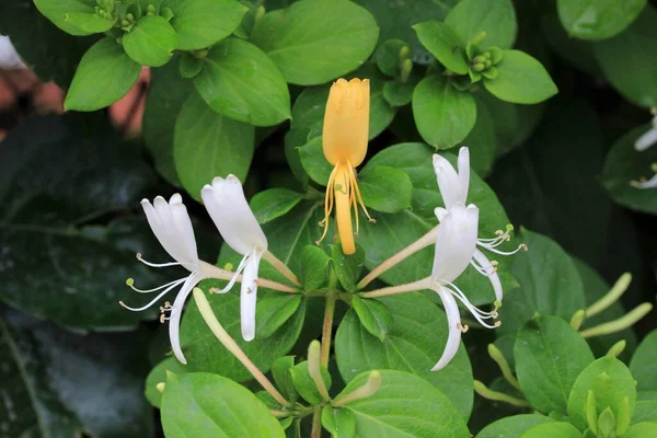 Sarı ve beyaz hanımeli çiçeği. Yağmurdan sonra hanımeli çiçekleri. Lonicera. Caprifoliaceae.