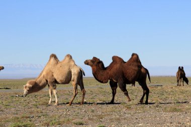 Bactrian develeri Orta Asya 'ya özgü bir türdür. Moğolistan bozkırlarında yürüyen farklı renkli Asya develeri..