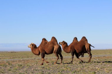 Bactrian develeri Orta Asya 'ya özgü bir türdür. Moğolistan bozkırlarında yürüyen farklı renkli Asya develeri..