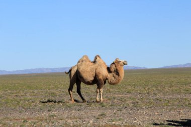 Bactrian develeri Orta Asya 'ya özgü bir türdür. Moğolistan bozkırlarında yürüyen farklı renkli Asya develeri..