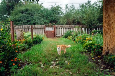 Büyüleyici kırmızı kedi çimlerin üzerinde beyaz çiçeklerin arasında dinleniyor..