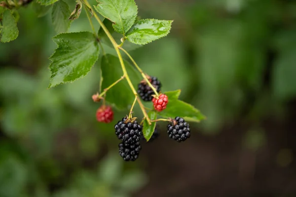 Black raspberry (Rubus occidentalis) - wild growing berries ripening near the forest, closeup