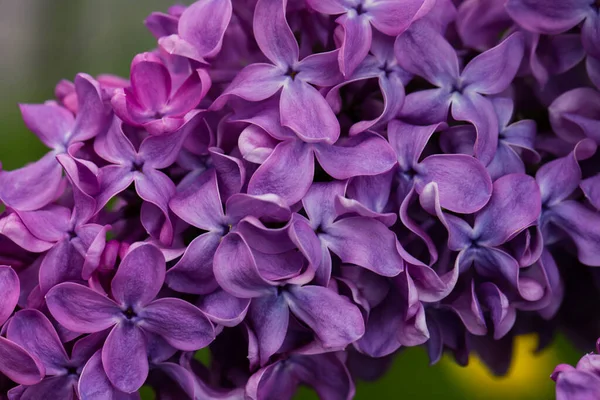 stock image lilac flowers closeup lilac color Beautiful violet color Lilac flower frame closeup. Watercolor nature floral backdrop. Easter, Birthday, Nature border design