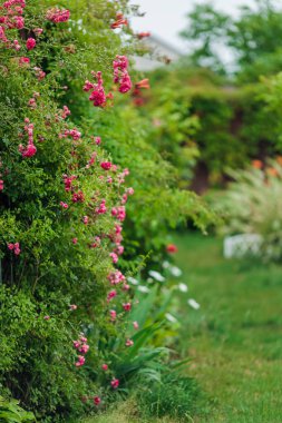 Çiçekli kırmızı güller dikey duvarlı gül çalısı