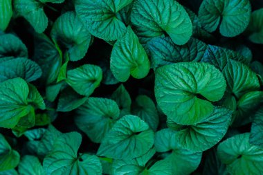 Yeşil, yuvarlak menekşe yaprakları. Yeşil arka plan. Altın ışıkta kır evi bahçesi