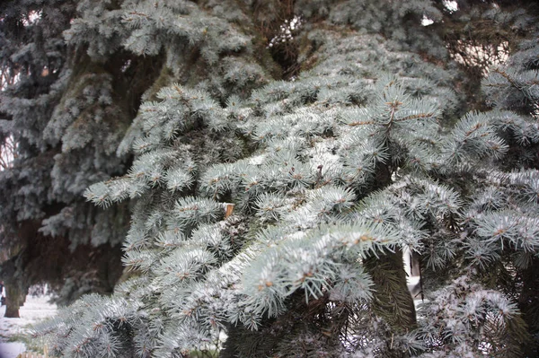 Blue Spruce Which First Snow Fell Stock Image