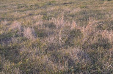 Bulutlu sonbahar havasında çimenler kuru.