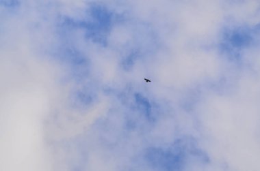 Kuş bulutlarda çok yüksekte uçar.