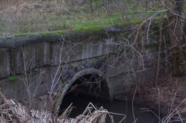 Terk edilmiş kanalizasyon, çoktan yosun ve otla kaplanmış tavanlar, gri su ve sazlıklar görülebilir durumda..