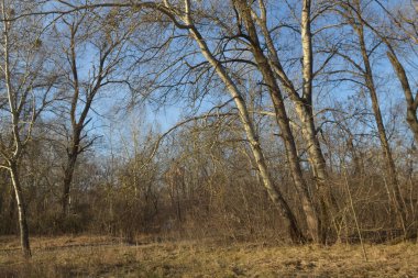 The photo shows the edge of the forest, large trees are visible, against the background of a clear, blue sky