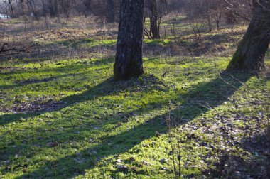 Autumn, cold forest, frosty, but still green, grass, black shadows from large trees.