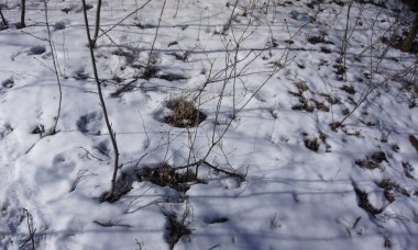 A small clearing in the park, low vegetation, covered with freshly fallen snow..