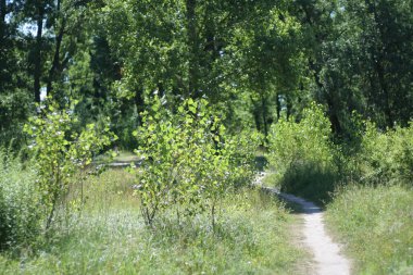  We see the edge of the forest in early spring, trees, a path on a clear sunny day.