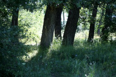Photographed large trees in early spring in the forest.