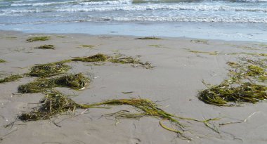  Watching the sea, waves, sand and sea grass washed ashore.