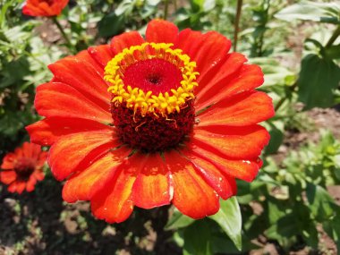 Interesting, beautiful flower, photographed close-up.j
