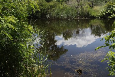 A photograph of the sky reflected in the water of a forest lake, showing the surrounding landscape.
