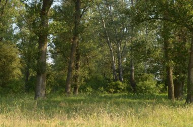 A dense forest, we see huge trees, a clearing and a lot of green grass.
