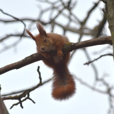 Küçük sincap baharın başında ağaçta oturur..