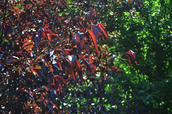 Rode Abrikozenbladeren Het Voorjaar Tegen Een Achtergrond Van Groen — Stockfoto