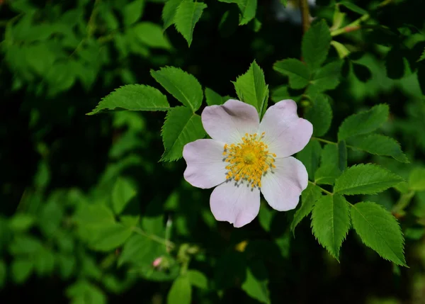 Rosehip Květina Zobrazeno Zblízka Pozadí Zeleně — Stock fotografie