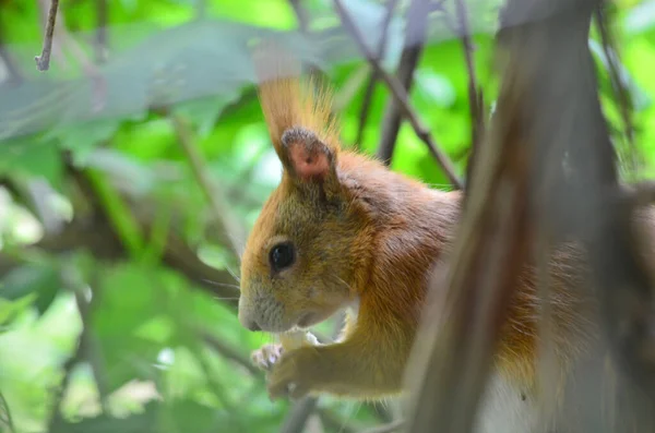 stock image  Head of a squirrel close-up