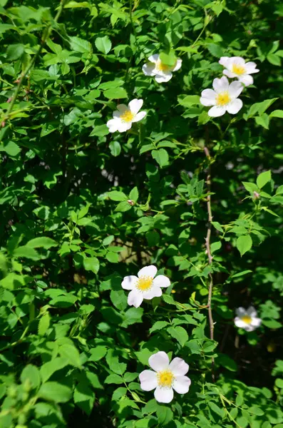 Шиповник Расцветает Видим Цветы Зеленые Листья — стоковое фото