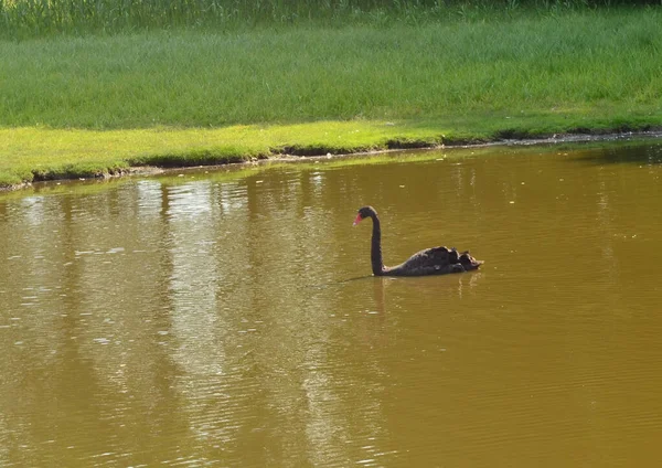 一只黑天鹅被拍到漂浮在水面上 — 图库照片