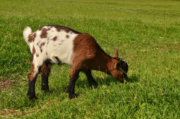 Uma Pequena Cabra Pastoreia Prado Verde Iluminado Pelo Sol Verão — Fotografia de Stock