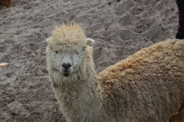  Beyaz lama yakından çekildi.