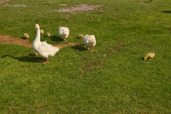 鹅和小鸡在绿色的草地上吃草 — 图库照片