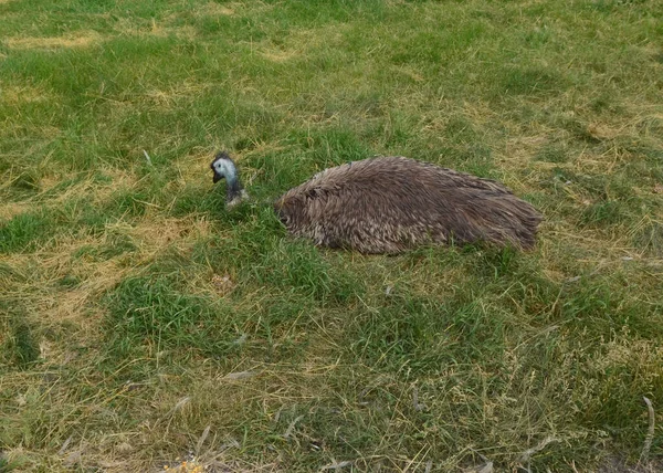 巨大的鸵鸟栖息在绿草之上 — 图库照片