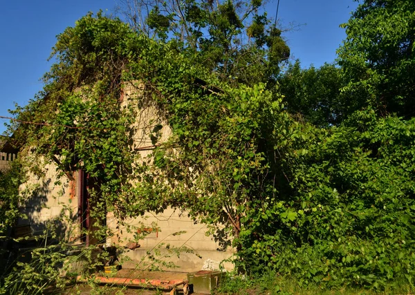 野生のブドウで覆われた小さな家 — ストック写真