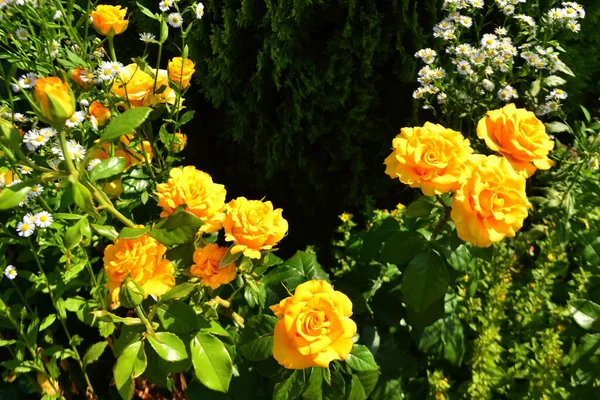 Rosas Amarelas Semicírculo Contra Fundo Folhas Verdes Arborvitae — Fotografia de Stock