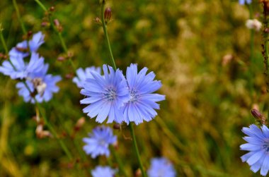 Mavi hindiba çiçeği, yeşil çimenlerin arka planında yakın plan çekilmiş. 