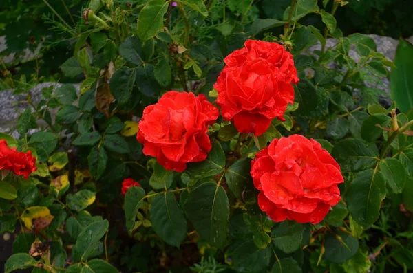 Lindas Rosas Vermelhas Chuva — Fotografia de Stock