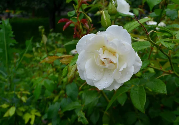 Rosa Branca Sobre Fundo Vegetação Coberto Com Orvalho — Fotografia de Stock