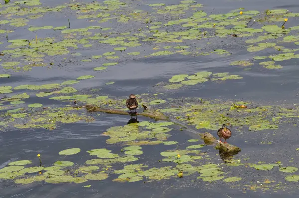 Wildenten Auf Dem Fluss Vor Dem Hintergrund Von Seerosen Fotografiert — Stockfoto