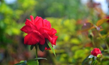 Açılmış kırmızı gül yeşil yapraklarının arka planında.