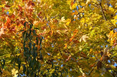  Sonbahar. Eski park güzel sonbahar yapraklarıyla süslenmiş..