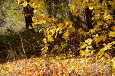 Sonbahar parkının bir kısmı fotoğraflandı. Kırmızı, turuncu, sarı yapraklar ve büyük ağaçlar.