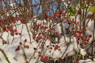 Mavi gökyüzüne karla kaplı kırmızı gül kalçaları..
