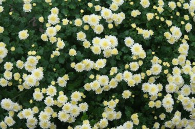  Yeşil yapraklı sarı sonbahar çiçekleri.