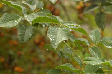 Yazın, üzerinde yağmur damlaları gördüğümüz yeşil yapraklar fotoğraflandı.