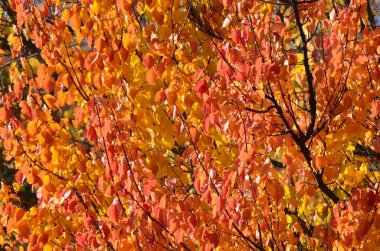 Sonbahar motifleri, güzel turuncu ve kırmızı yapraklar.