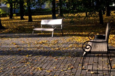 Turuncu yapraklar, sonbahar, park.